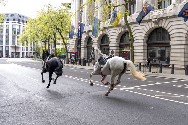 Vida ran alongside a black horse named Quaker. The animals were among a group of four horses that broke free during routine exercises.