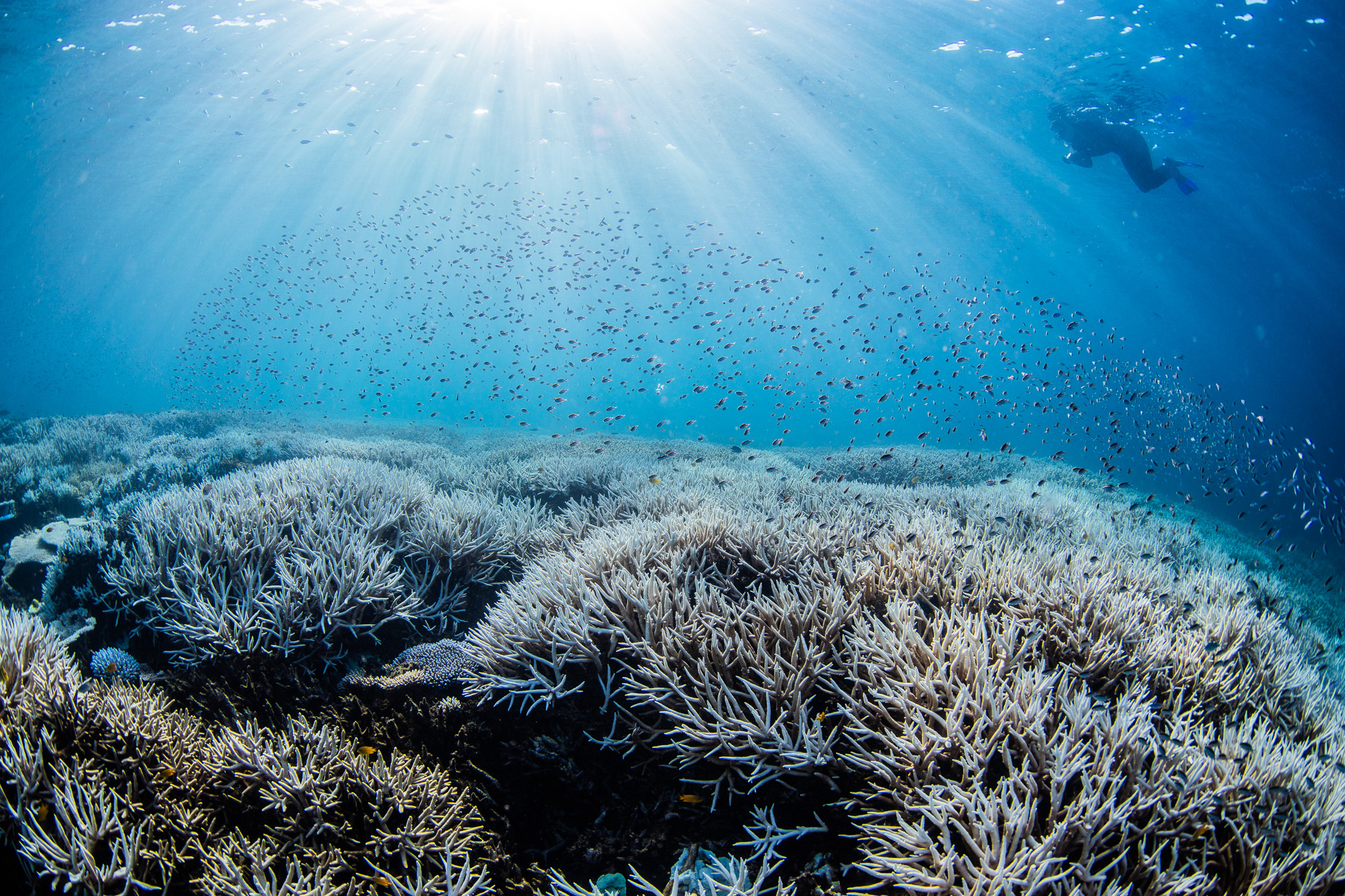 Coral bleaching on the Southern Great Barrer Reef, Jan-March 2024.