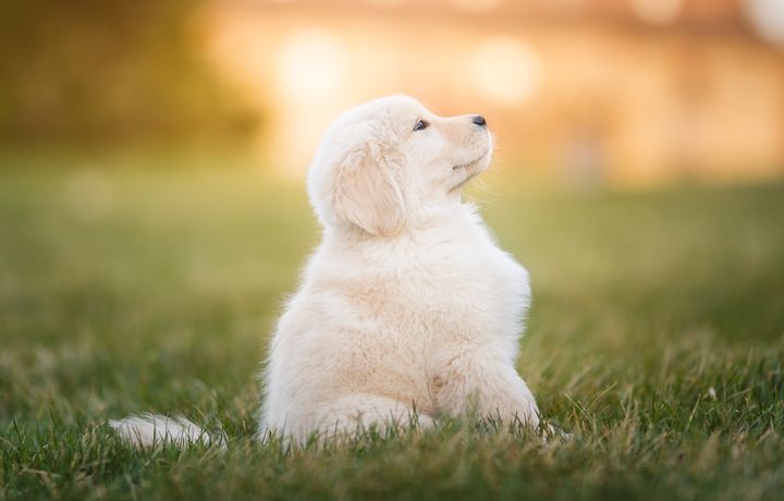 How bad do you want to squeeze this little floof? 