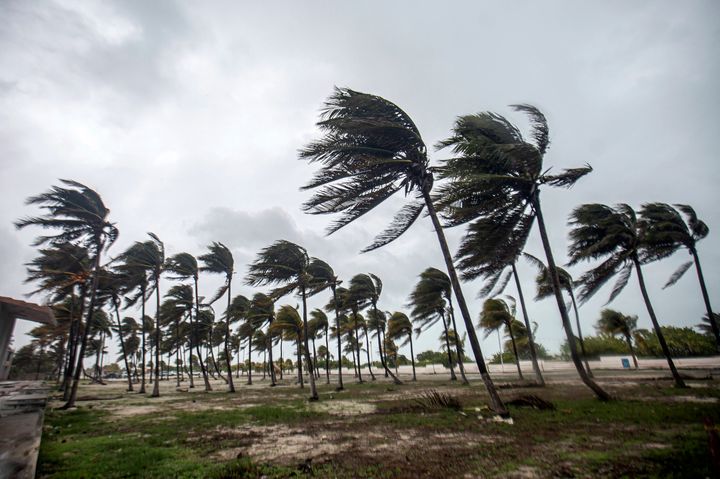 Strong winds whip palm trees on an empty beach during the passage of tropical storm Beryl in Progreso, on the Yucatan Peninsula, Mexico, on July 5, 2024. (Photo by HUGO BORGES/AFP via Getty Images)